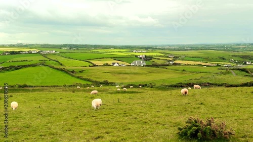 Sheep grazing in the meadow near the Giant's Causeway ,Northern Ireland
