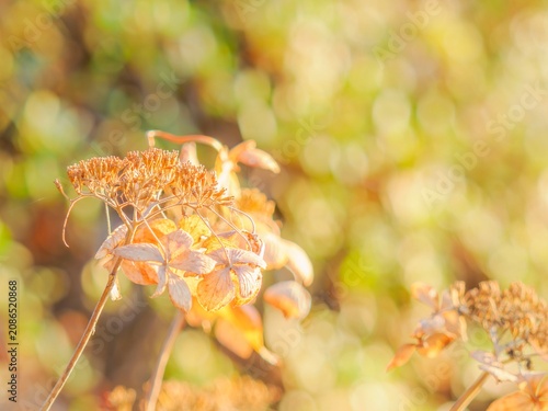 枯れた紫陽花のクローズアップ。冬の風景。森に差し込む明るい日差し。玉ボケ。自然風景。