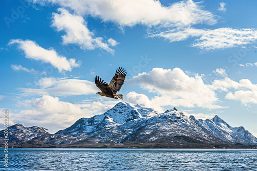 White-tailed eagles fly over the fjords of Lofoten and Vesteralen in Norway during a clear day in late afternoon