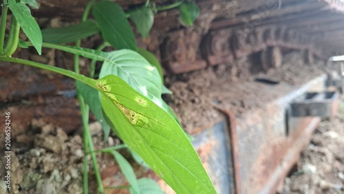 Green vine climbing over rusty metal roof