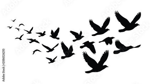 Cuadro en lienzo Black bird silhouettes flying in flock, migratory birds vector illustration, gro