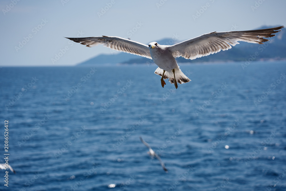 Naklejka premium A beautiful white seabird glides close to the water surface against a scenic backdrop of distant mountains and a green shoreline.
