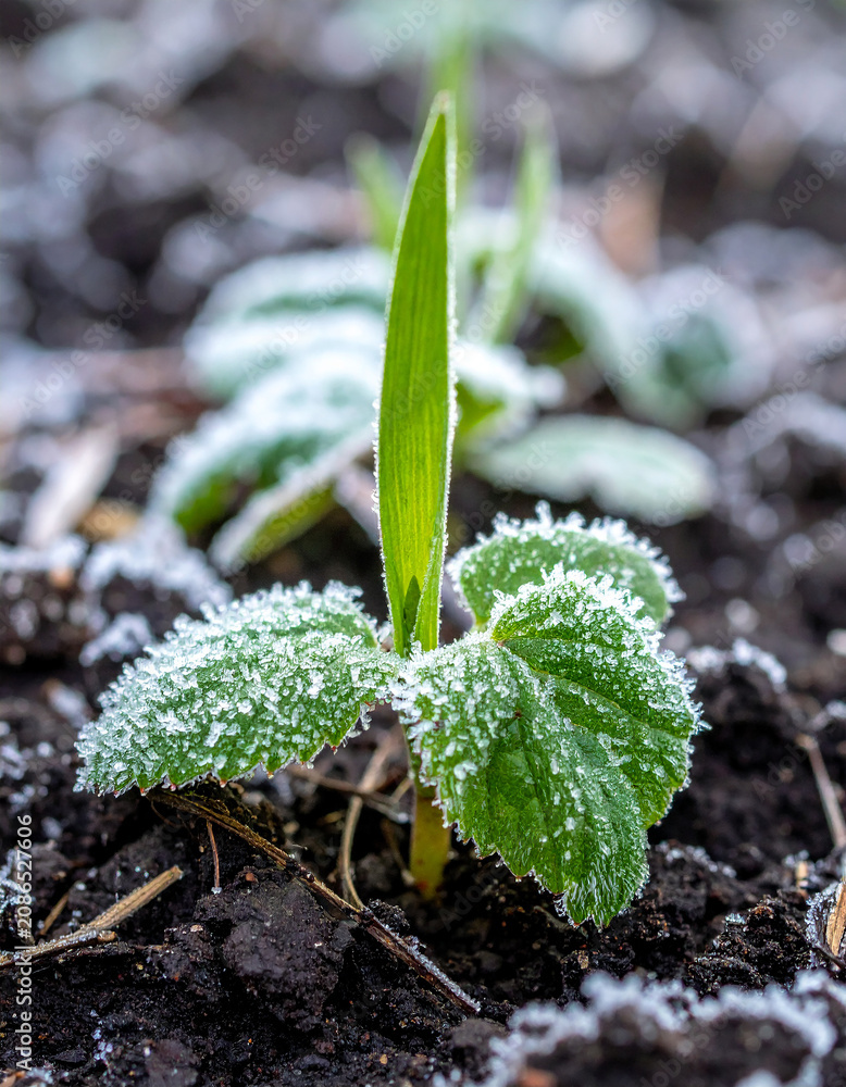 Obraz premium Ice pellets resting on green plant leaves in garden bed with frozen crystals coating crops and dark soil after cold spell, agricultural damage concept. Close-up.