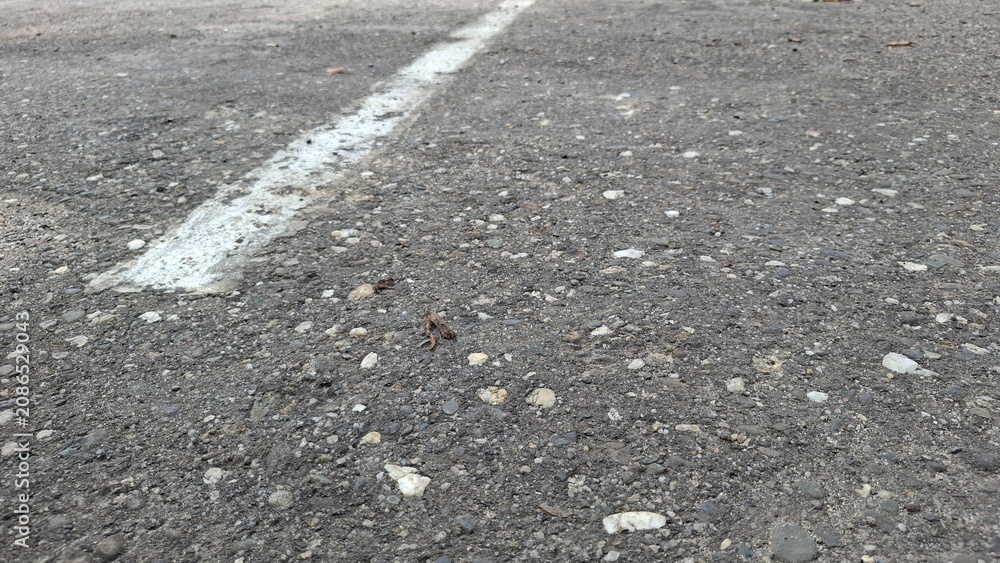 Fototapeta premium White road marking line on grey asphalt