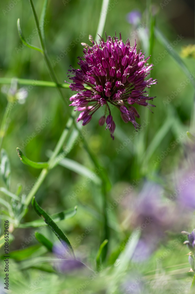 Fototapeta premium Allium Sphaerocephalon round headed garlic plant in bloom, purple bald head flowering ornamental onion