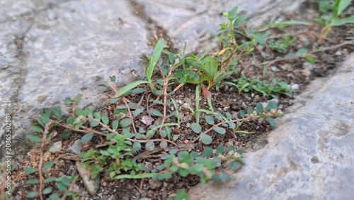 Green grass sprouting through concrete pavement crack