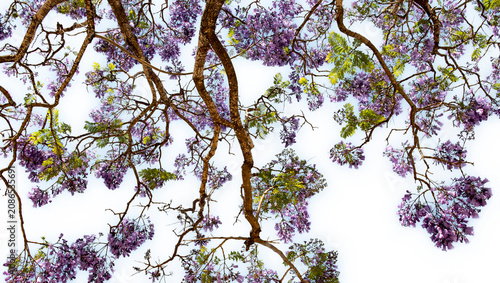 Canvastavla Formato PNG, árbol jacarandá en flor con un espectacular manto de flores violetas que puede cubrir calles, jardines y espacios urbanos
