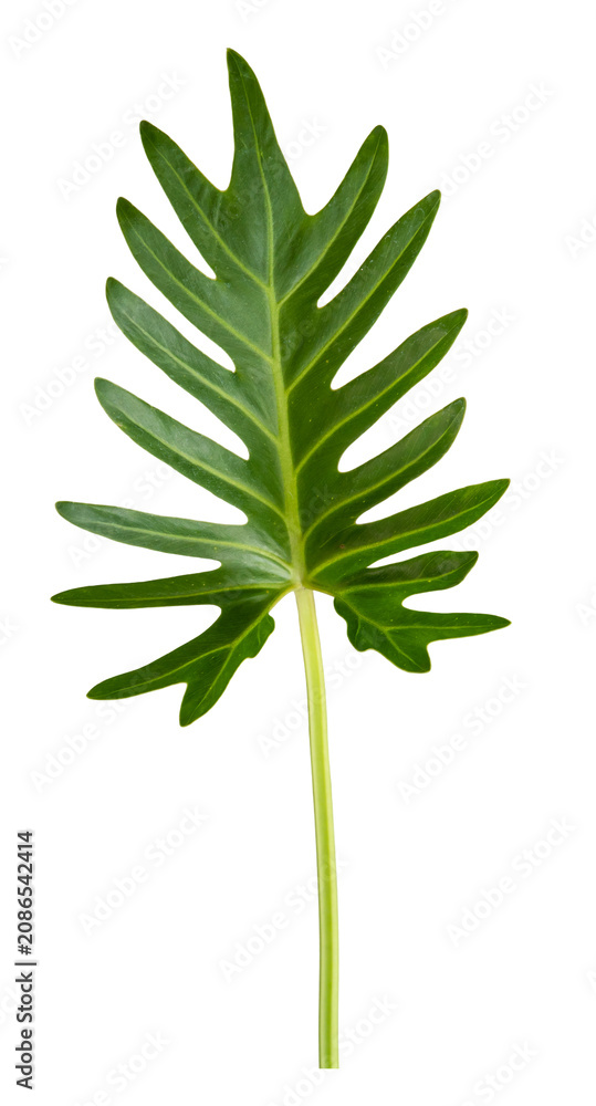 Fototapeta premium Momstera green leaf tropical plant isolated on white background.