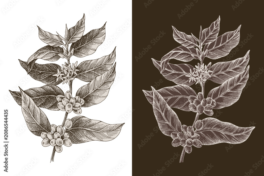 Fototapeta premium 2 hand drawn monochrome coffee tree branches