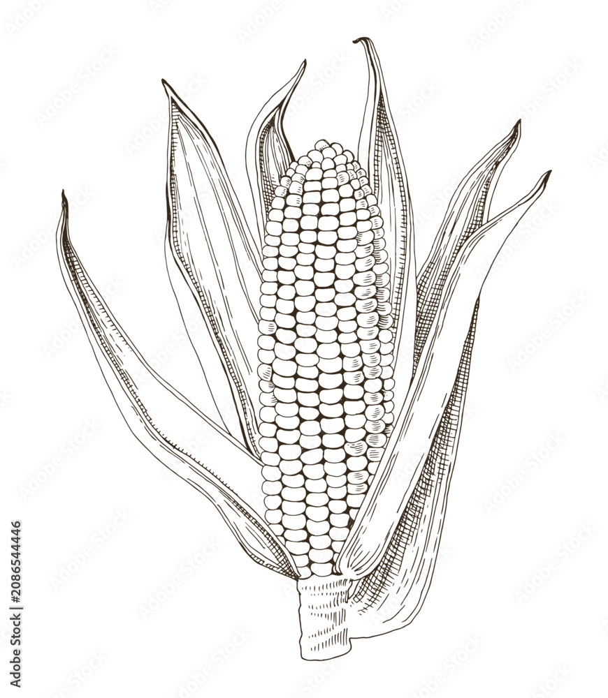 Fototapeta premium Corn cob hand drawn vector illustration