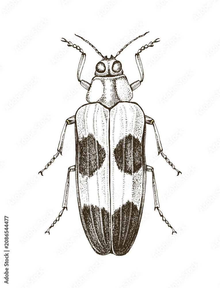 Fototapeta premium Jewel beetle hand drawn vector illustration