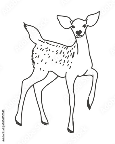 Vector linear illustration of a standing fawn. Minimalist black and white outline wild deer sketch isolated on background for animal logo design forest fauna icon print and nature branding.
