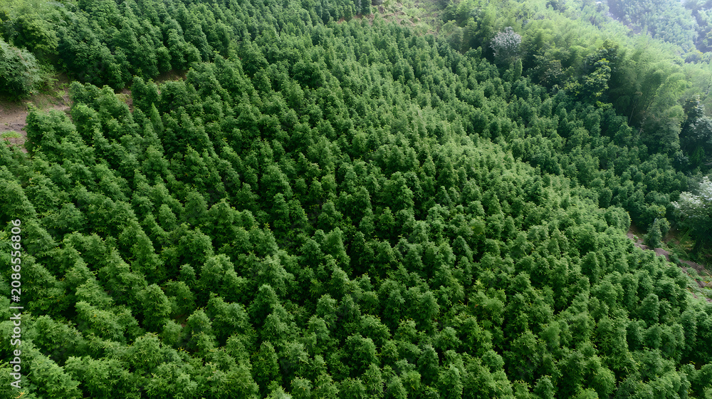 Naklejka premium Lush Forest Plantation Aerial View