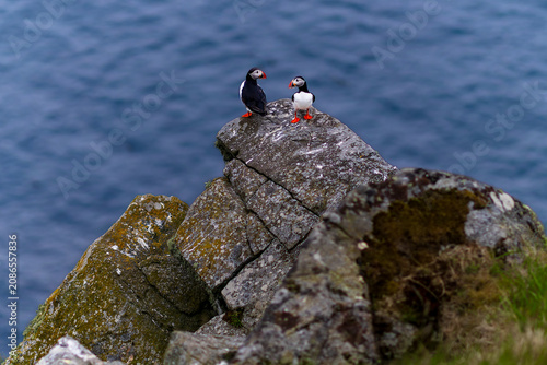 Two Atlantic puffins (Fratercula arctica) standing on a rocky sea cliff above the ocean on Runde island, Norway, in a coastal wildlife habitat.