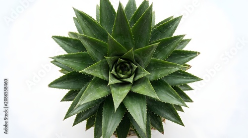 Top view of pineapple leaves isolated on white background