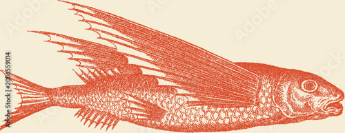 Foto Vintage stipple illustration of a flying fish in profile, detailed orange-red in
