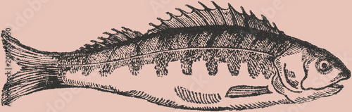 Quadro em tela Vintage stipple illustration of a perch fish with detailed scales and dorsal fin