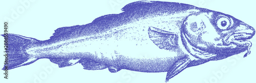 Foto Vintage illustration of a fish rendered in stipple technique