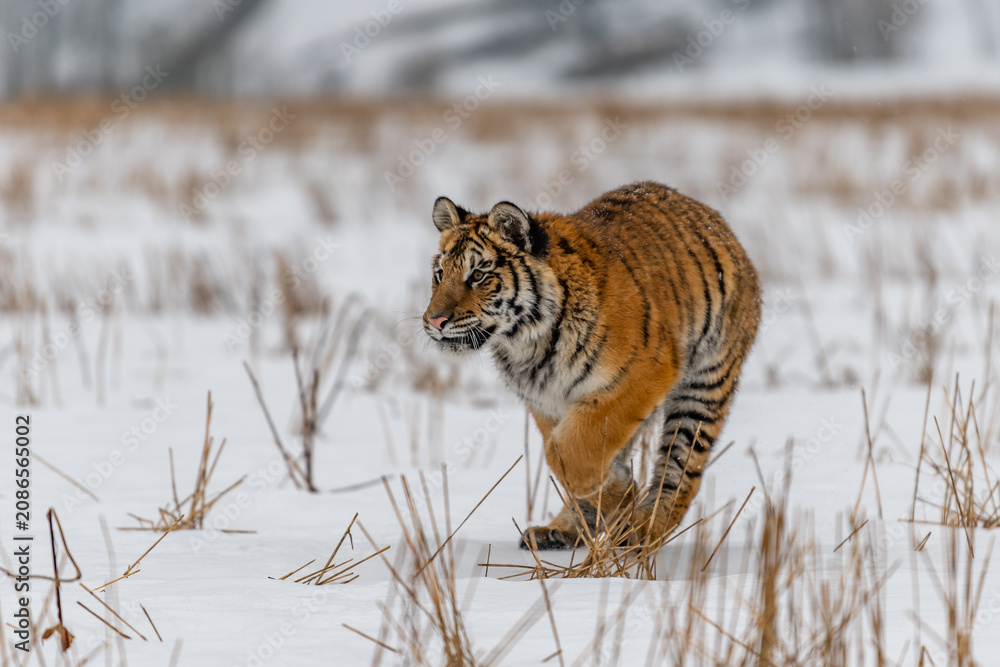 Obraz premium Siberian Tiger running in snow. Beautiful, dynamic and powerful photo of this majestic animal. Set in environment typical for this amazing animal. Birches and meadows