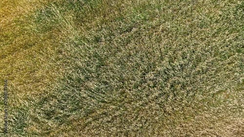 Aerial view of textured green agricultural field with rich golden wheat patterns