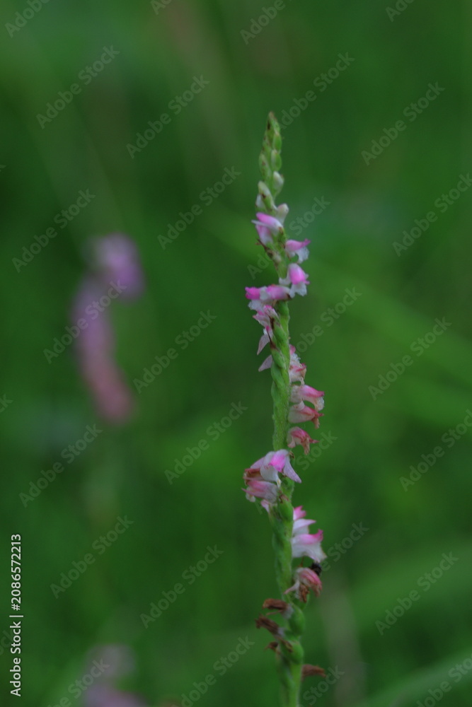 Fototapeta premium 螺旋状に並んだ花