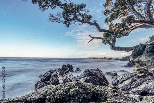 Pohutukawa-Baum (Metrosideros excelsa) an der Felsküste, Mahurangi, Neuseeland, traumhafter Sonnenuntergang, Küstenlandschaft, romantische Abendstimmung, Natur, Pazifik, Reiseziel, Freiheit, Urlaubsst
