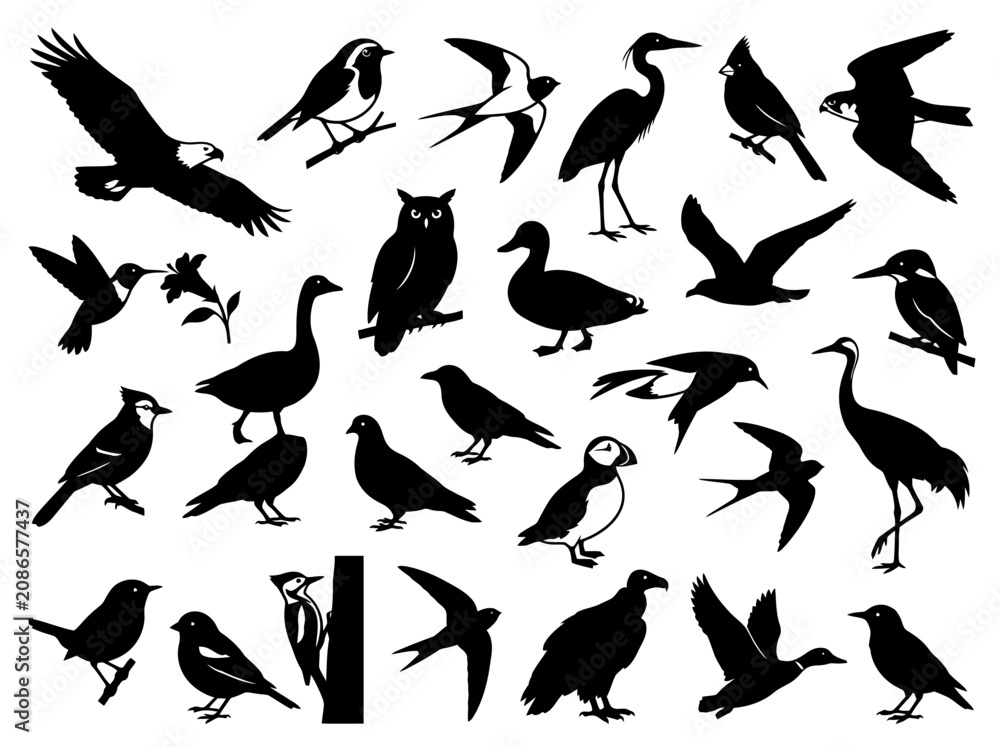 Fototapeta premium A collection of diverse bird silhouettes in various poses and species.