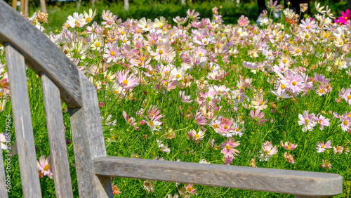 Scenic view of a blooming cosmos flower field through a wooden bench in an autumn park, perfect for seasonal backgrounds, nature design templates, and copy space