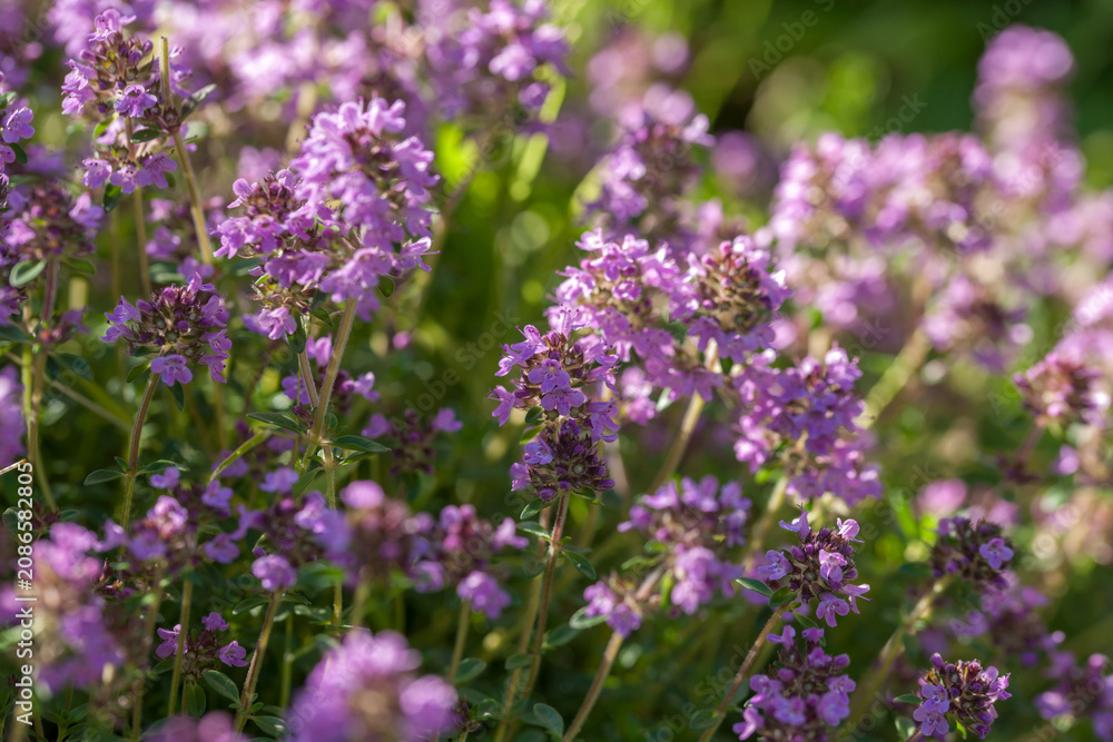 Fototapeta premium Thyme blooming in the summer sun