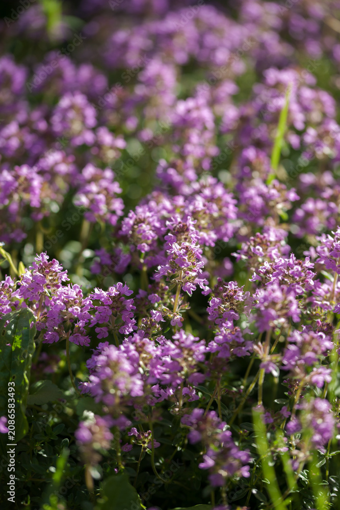 Obraz premium Thyme blooming in the summer sun