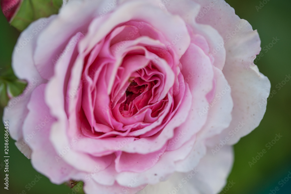 Naklejka premium Varietal roses in the summer garden