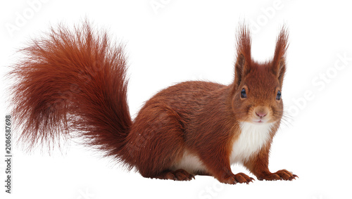 Fotografie Red squirrel with bushy tail and white chest fur