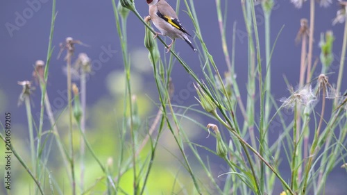 European goldfinch moving in balance on flower stems of Yellow Goat's Beards and taking fly in spring in a domestic garden. Carduelis carduelis, Tragopogon dubius, région Centre, France, Europe