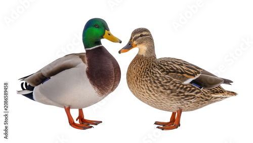 Foto Male and female mallard ducks standing side by side