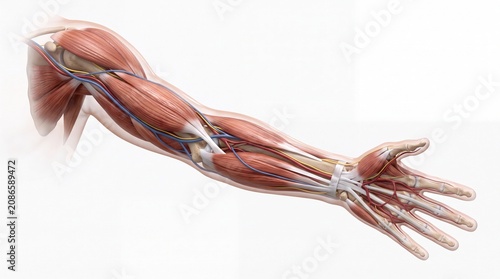 Muscle, nerve, vein, artery, tendon, and bone structure of human arm anatomy detailed medical illustration