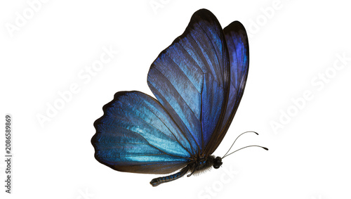 Photos Blue Morpho Butterfly with Iridescent Wings
