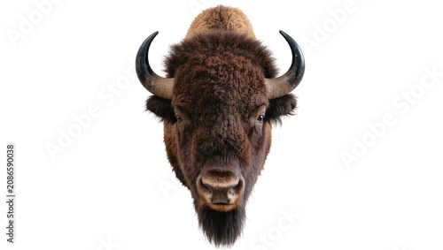 Canvastavla Bison head with horns and shaggy fur