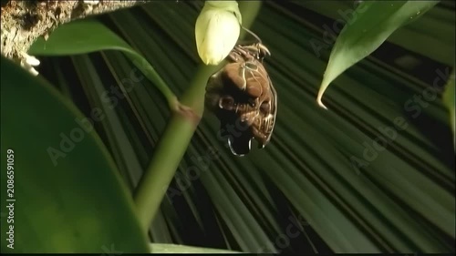 Close-up of a butterfly emerging from its chrysalis on a tropical plant