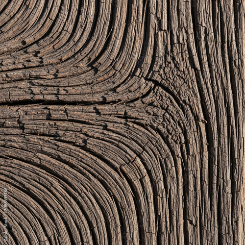 Close-up of weathered wooden texture with visible tree rings