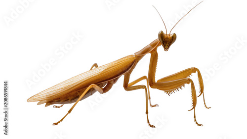 фотографія Brown praying mantis insect with long antennae and spiky legs