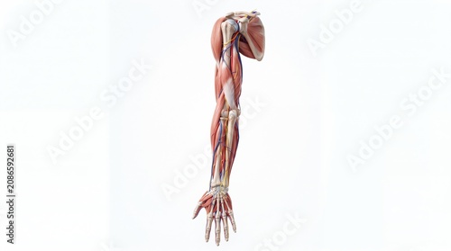 Human arm anatomy muscle bone nerve artery vein hand medical education isolated detailed realistic