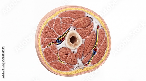 Cross section of human arm showing muscle bone nerve artery vein connective tissue and fat layer detailed anatomical illustration for medical education