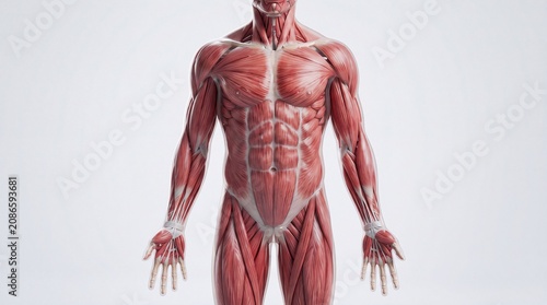 Muscular system human anatomy front view detailed muscle structure male body medical illustration educational health fitness anatomical torso arms
