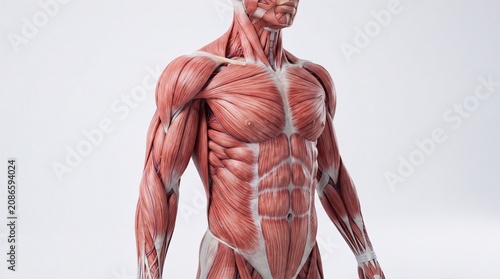 Muscular system anatomy male human body muscle structure anatomical illustration detailed torso upper body medical science educational health fitness strength isolated white background