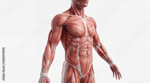 Muscular system male anatomy, human body muscle structure, medical illustration, detailed muscle fibers, educational, isolated on white background