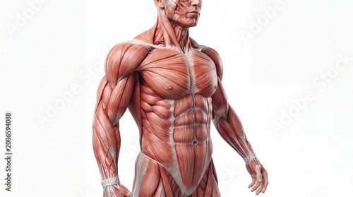 Muscular system male anatomy detailed muscle structure human body fitness strength health medical illustration educational anatomical isolated on white background