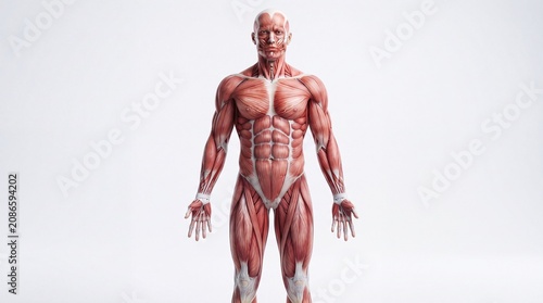 Muscular system male anatomy front view, detailed human muscle structure, educational medical illustration, healthy adult body, scientific reference, isolated on white background
