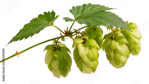 Green hop cones with leaves on stem