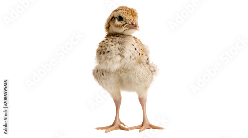 Фотография Fluffy brown and beige pheasant chick standing, isolated on transparent backgrou