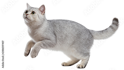 Quadro su tela Silver British Shorthair cat jumping with yellow eyes